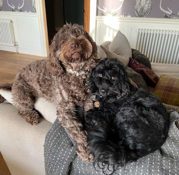 Two cockapoos sitting on a sofa