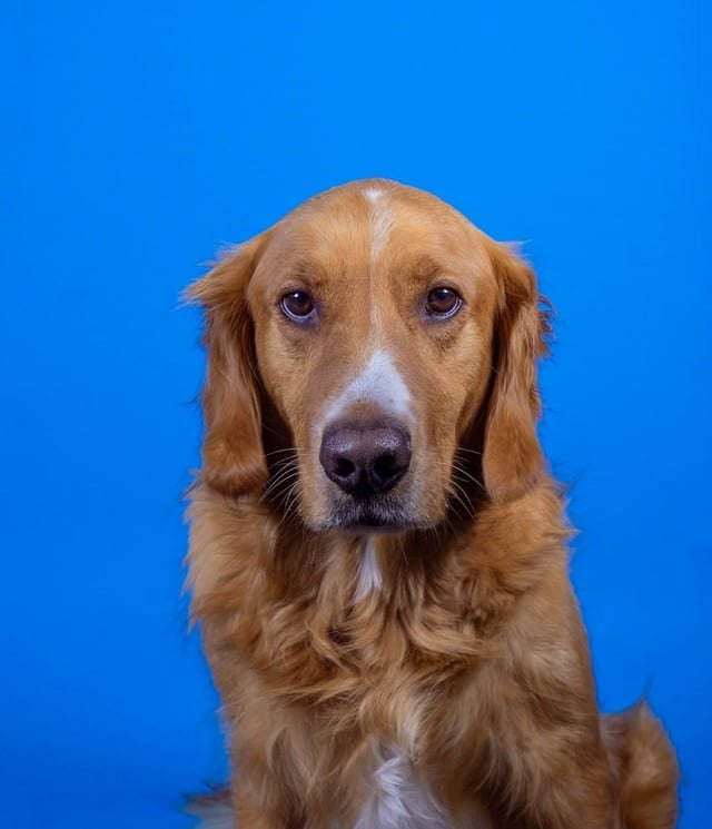 A golden retriever sitting with a blue background