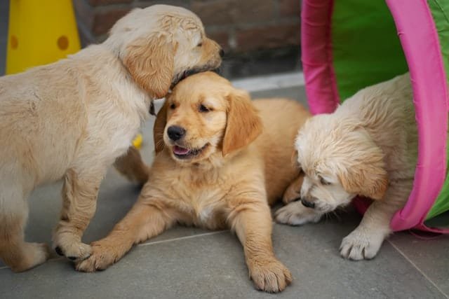 Golden retriever puppies playing with eachother