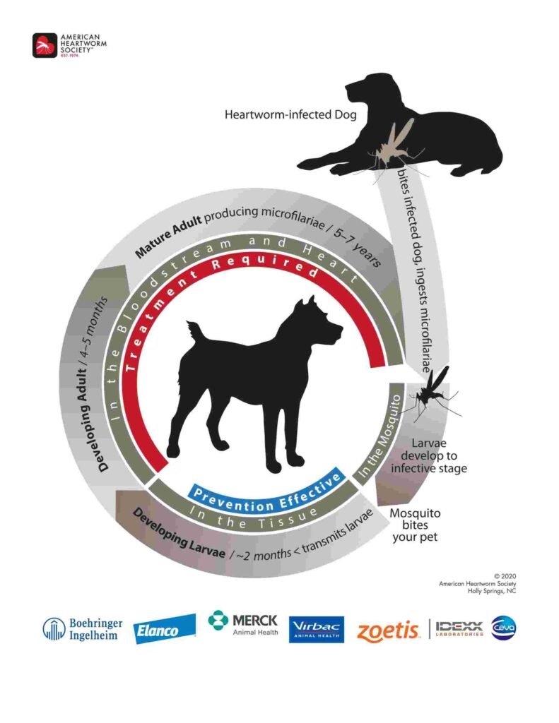 An info graphic showing how dog gets heartworm
