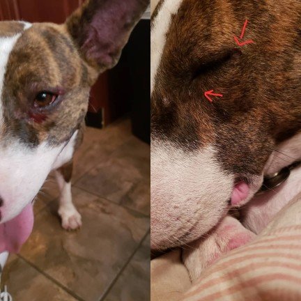 A dog with wounds of another dogs' bites