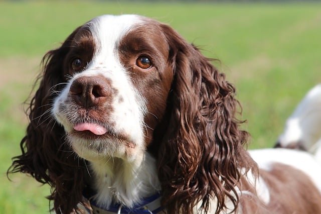 A sprocker spaniel looking up with tongue out