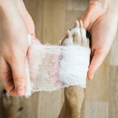 A dog getting the bandage from its owner