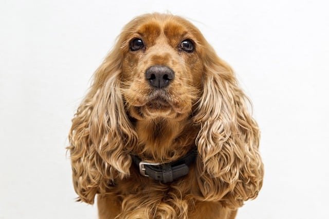 A sprocker spaniel posing for the camera