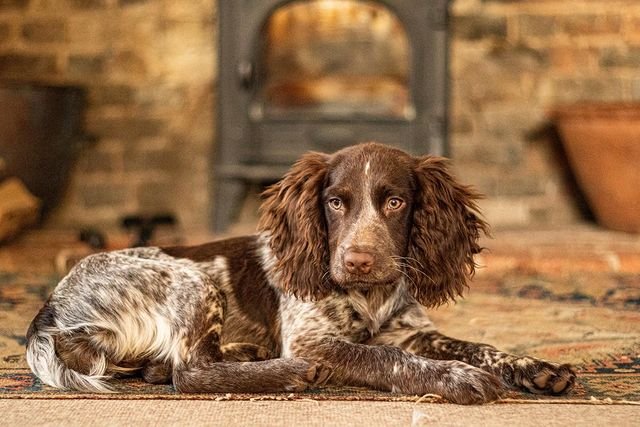 A sprocker spaniel sitting on the ground