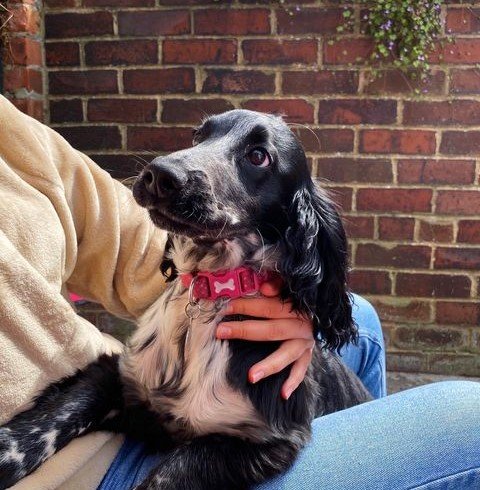 A sprocker spaniel sitting on its owner's lap