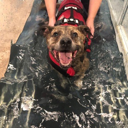A dog getting the hydrotherapy
