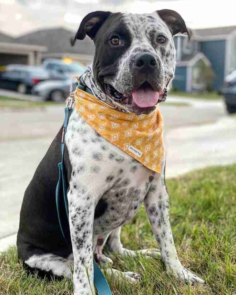 A Pit heeler dog with yellow scarf, posing.