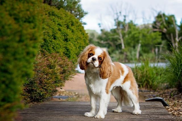 A Cavalier king charles spaniel looking in the camera.