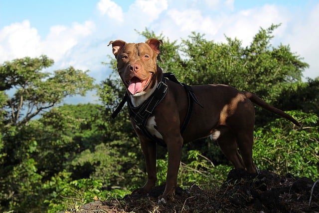 An American Pit Bull Terrier standing with mouth open.