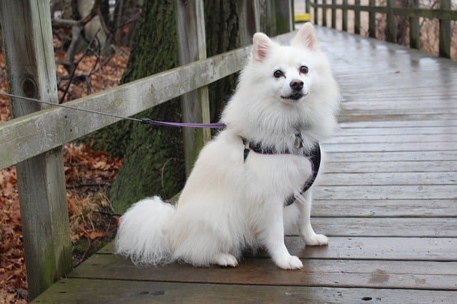 An American Eskimo tied with a wooden post.