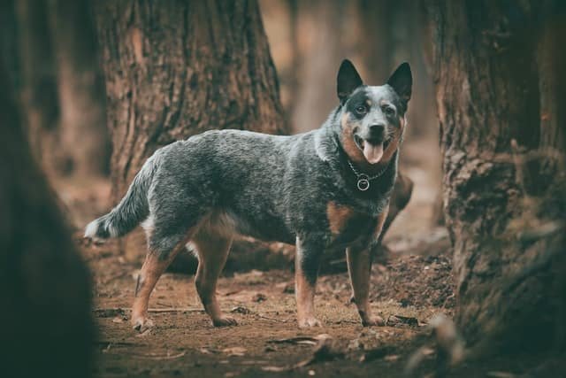 A Blue/Red Heeler posing for the picture.