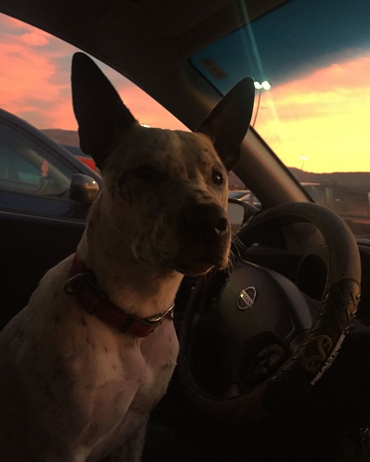 A Pit Heeler sitting on a driving seat.