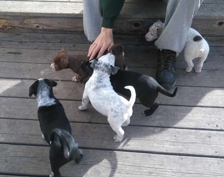 Pups playing with their owner.