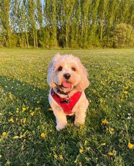 A cavachon standing on the grass.
