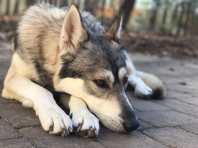 A tamaskan lying on the ground