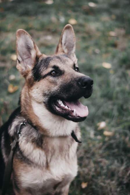 A german shepherd looking up with mouth opened.