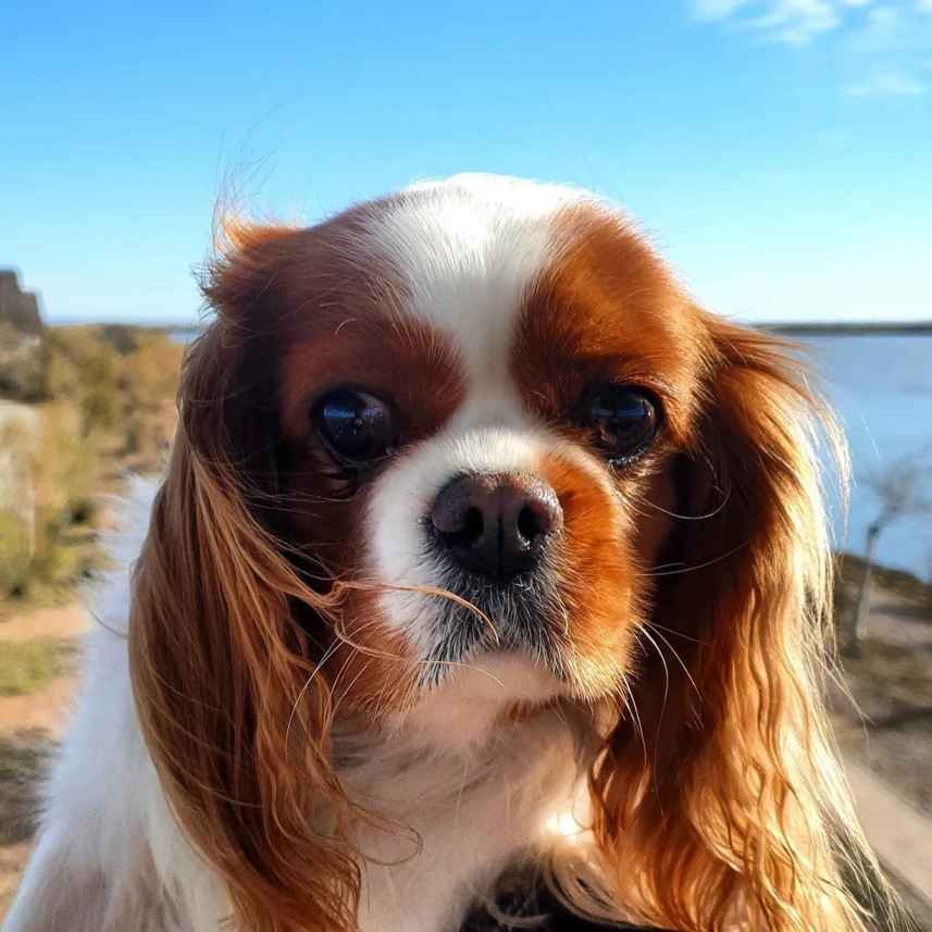 A cavalier king looking in the camera.