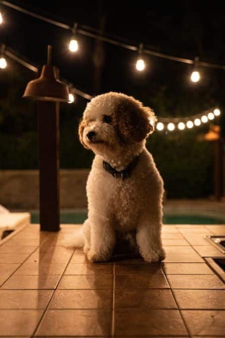 A poodle dog sitting on the floor.