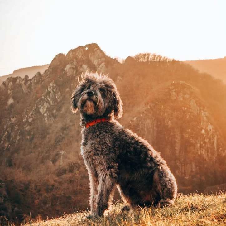 A shepadoodle sitting on a cliff.