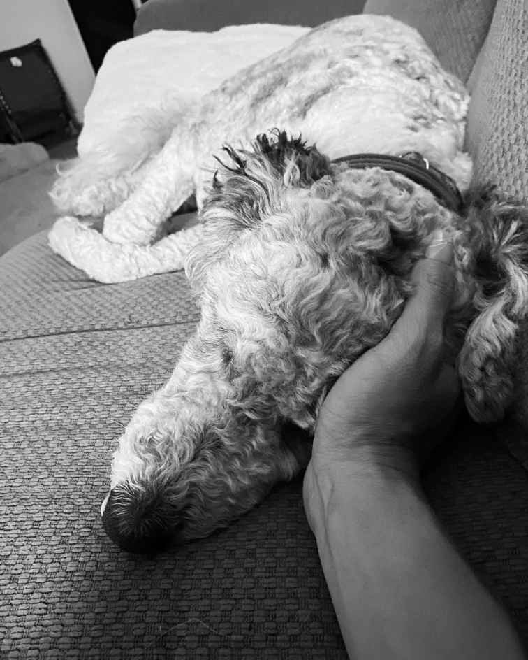 Owner caressing his shepadoodle dog